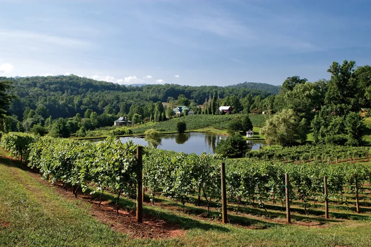 Crane Creek vineyard