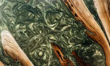 Seaweed Detail